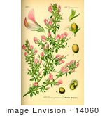 #14060 Picture Of Spiny Restharrow (Ononis Spinosa)