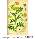 #14063 Picture Of Bladder Senna (Colutea Arborescens)