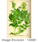 #14065 Picture Of Astragalus Frigidus