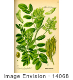 #14068 Picture Of Liquorice Milkvetch Wild Liquorice Wild Licorice (Astragalus Glycyphyllos)