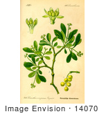 #14070 Picture Of Loranthus Europaeus Mistletoe