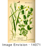 #14071 Picture Of Grass Vetchling (Lathyrus Nissolia)