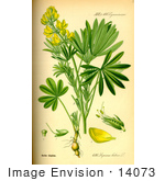 #14073 Picture Of Yellow Lupin (Lupinus Luteus)