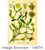 #14074 Picture Of European Mistletoe Common Mistletoe (Viscum Album)