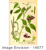 #14077 Picture of Spring Vetchling, Everlasting Sweet Pea (Lathyrus vernus) by JVPD