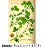 #14084 Picture Of Spotted Medick (Medicago Arabica)