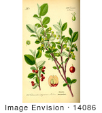 #14086 Picture Of Common Cotoneaster (Cotoneaster Integerrimus)