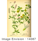 #14087 Picture Of Trifolium Campestris