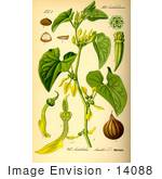 #14088 Picture Of Birthwort (Aristolochia Clematitis)