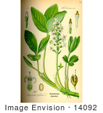 #14092 Picture Of The Bog Bean Buckbean (Menyanthes Trifoliata)