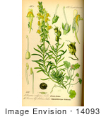 #14093 Picture Of Common Toadflax (Linaria Vulgaris)