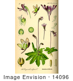 #14096 Picture Of Common Butterwort (Pinguicula Vulgaris)