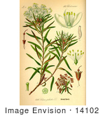 #14102 Picture Of Marsh Tea Wild Rosemary (Ledum Palustre)