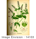 #14103 Picture Of Spearmint (Mentha Spicata)