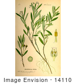 #14110 Picture Of Bog Rosemary (Andromeda Polifolia)