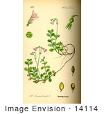 #14114 Picture Of Twinflower Twin Flower (Linnaea Borealis)