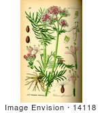#14118 Picture Of Valerian (Valeriana Officinalis)