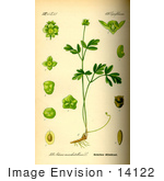 #14122 Picture Of Moschatel Muskroot (Adoxa Moschatellina)