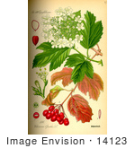 #14123 Picture Of Guelder Rose (Viburnum Opulus)