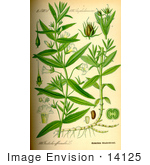 #14125 Picture Of Hedge Hyssop (Gratiola Officinalis)