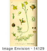 #14129 Picture Of Common Bladderwort (Utricularia Vulgaris)