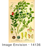 #14136 Picture Of Bilberry (Vaccinium Myrrtillus)