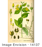 #14137 Picture Of Yellow Loosestrife (Lysimachia Vulgaris)