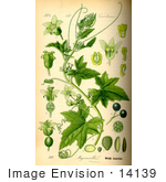 #14139 Picture Of White Bryony (Bryonia Alba)