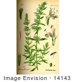 #14143 Picture Of Herb Hyssop (Hyssopus Officinalis)