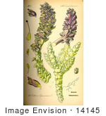 #14145 Picture Of Common Toothwort (Lathraea Squamaria)