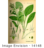 #14148 Picture Of Borage Starflower (Borago Officinalis)
