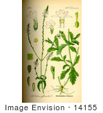 #14155 Picture Of Common Vervain Common Verbena Simpler’S Joy Holy Herb (Verbena Officinalis)