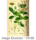 #14158 Picture Of Perfoliate Honeysuckle (Lonicera Caprifolium)