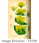 #14159 Picture of Great Yellow Gentian, Yellow Gentian, Bitter Root, Bitterwort, Centiyane, Genciana (Gentiana lutea) by JVPD