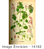 #14162 Picture Of Red Deadnettle (Lamium Purpureum)