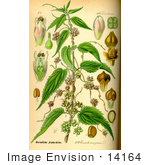 #14164 Picture Of Greater Dodder (Cuscuta Europaea)