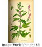 #14165 Picture Of Motherwort (Leonurus Cardiaca)