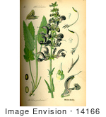 #14166 Picture Of Meadow Clary Meadow Sage (Salvia Pratensis)