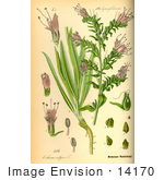 #14170 Picture Of Viper’S Bugloss (Echium Vulgare)