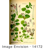 #14172 Picture Of Ground Ivy (Glechoma Hederacea)