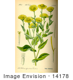 #14178 Picture Of Meadow False Fleabane (Pulicaria Dysenterica)