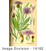 #14182 Picture Of Brownray Knapweed (Centaurea Jacea)