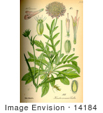 #14184 Picture Of Field Scabious (Knautia Arvensis)