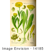#14185 Picture Of Pot Marigold English Marigold (Calendula Officinalis)