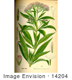 #14204 Picture Of Hemp Agrimony (Eupatorium Cannabinum)