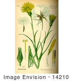 #14210 Picture Of Meadow Salsify Showy Goats Beard Jack-Go-To-Bed-At-Noon (Tragopogon Pratensis)