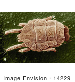 #14229 Picture Of A Yellow Mite (Lorryia Formosa)