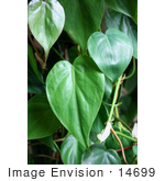 #14699 Picture Of Leaves On A Heartleaf Philodendron Plant