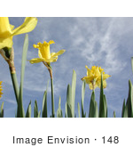 #148 Photo Of Yellow Daffodils Against A Blue Sky