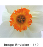 #149 Photo Of A White Daffodil With An Orange Cup